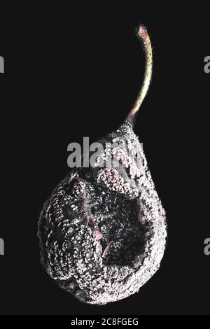 Common pear (Pyrus communis), Pear with fungus, Netherlands Stock Photo