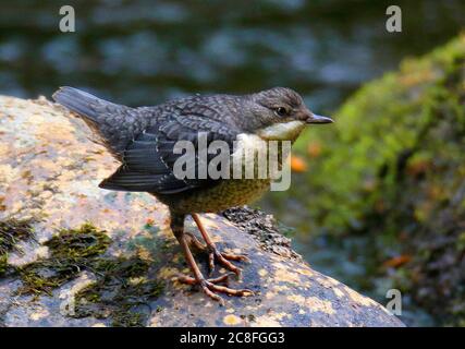 British White-throated Dipper (Cinclus cinclus gularis), Juvenile on a rock, United Kingdom, England, Devon, Dartmoor Np Stock Photo