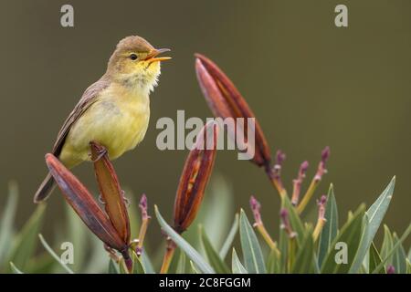 melodious warbler (Hippolais polyglotta), perched on a branch and singing, Morocco, Khenifra, Lahri Stock Photo
