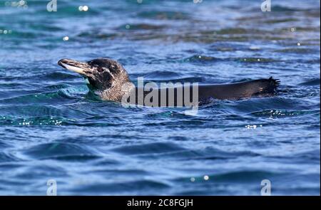 Galapagos penguin (Spheniscus mendiculus), swimming at sea, Ecuador, Galapagos Islands Stock Photo