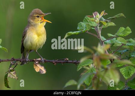 melodious warbler (Hippolais polyglotta), perched on a branch and singing, Italy, Montaperti Stock Photo