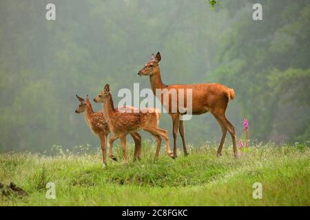 red deer (Cervus elaphus), hind with two fawns in a clearing in the summer, side view, Germany, Baden-Wuerttemberg Stock Photo
