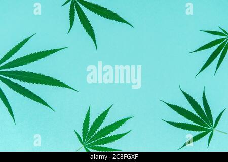 Hemp or cannabis leaf isolated on mint color background. Concept of herbal alternative medicine. Trendy flat lay minimalism banner Stock Photo