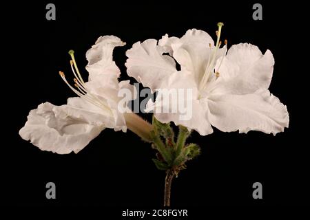 Hybrid Rhododendron (Rhododendron x hybridum, cv. 'Oxydon'). Inflorescence Closeup Stock Photo