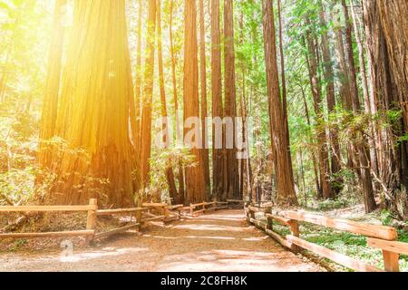 Hiking trails through giant redwoods in Muir forest near San Francisco - California, USA. Stock Photo