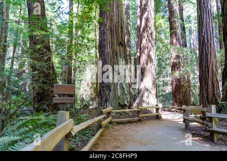 Hiking trails through giant redwoods in Muir forest near San Francisco. Stock Photo