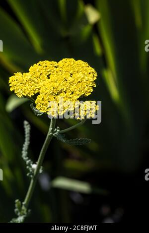 Sisyrinchium striatum Pale yellow eyed grass Satin flower. Stock Photo