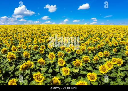Amazing sunflowers field sunny sky aerial view. Stock Photo