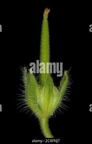Small-Flowered Crane's-Bill (Geranium pusillum). Fruit Closeup Stock Photo