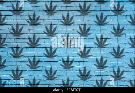 Silhouette of Hemp or cannabis leaves seamless pattern. Close up of Cannabis leaves Silhouette on blue brick wall background Stock Photo
