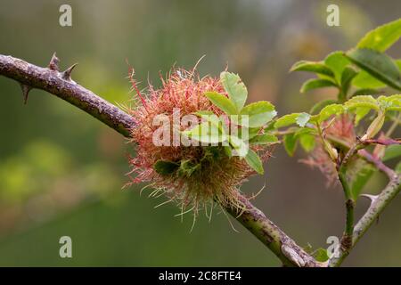 Robins pin cushion gall Diplolepis rosae, on wild rose. Staffordshire. UK Stock Photo