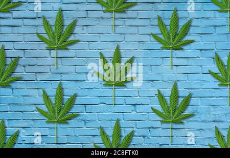 Hemp or cannabis leaves seamless pattern. Close up of fresh green Cannabis leaves on blue brick wall background Stock Photo