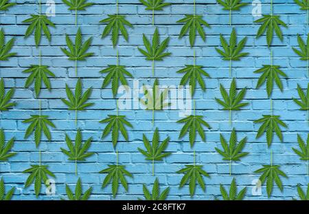 Hemp or cannabis leaves seamless pattern. Close up of fresh green Cannabis leaves on blue brick wall background Stock Photo