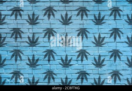 Silhouette of Hemp or cannabis leaves seamless pattern. Close up of Cannabis leaves Silhouette on blue brick wall background Stock Photo