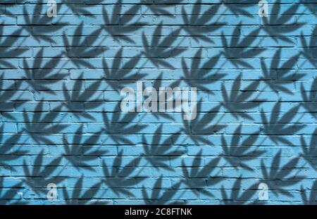 Silhouette of Hemp or cannabis leaves seamless pattern. Close up of Cannabis leaves Silhouette on blue brick wall background Stock Photo