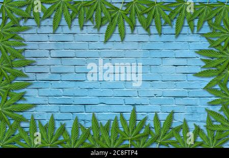 Hemp or cannabis leaves frame on blue brick wall background. Floral square frame made of cannabis leaves on blue brick wall background. Top view Stock Photo