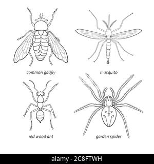 Hand drawn set of vector insects - gadfly, mosquito, spider, ant Stock Vector