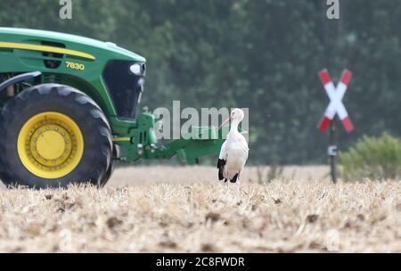 Steinfurth, Germany. 24th July, 2020. A white stork is foraging for food in a freshly ploughed field near Steinfurth. The place in the Wetterau is the oldest rose village in Germany. In 1868 roses were professionally cultivated here for the first time. Credit: Arne Dedert/dpa/Alamy Live News Stock Photo