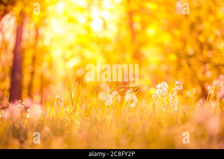 Spring nature closeup. Beautiful spring summer landscape. Green grass and trees sunset sunlight with blurred natural. Stock Photo