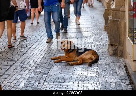 A dog lay on a cobbled street as tourists pass by. Stock Photo