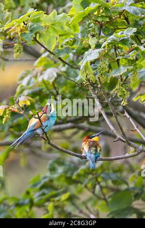 Two European Bee-eaters (Merops apiaster) in a Sycamore tree, Pendeen, west Cornwall, England, UK. Stock Photo