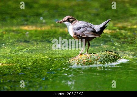 Adult White-throated Dipper (Cinclus cinclus) with a full beak ready to feed young, Newlyn, Cornwall, England, UK. Stock Photo