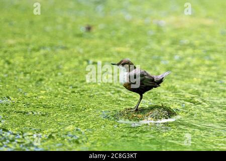 Adult White-throated Dipper (Cinclus cinclus), Newlyn, Cornwall, England, UK. Stock Photo