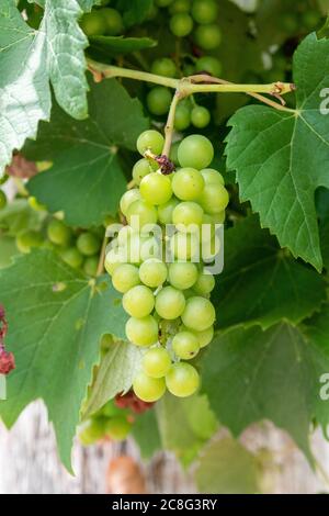 White grapes in the strain Stock Photo