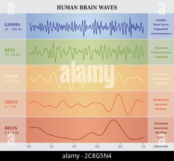 Human Brain Waves Alpha Beta Gamma Theta and Delta Frequencies Diagram ...