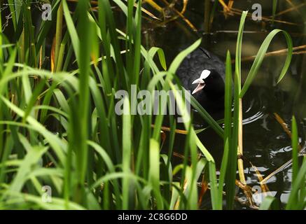 A coot among the reeds on a pond in Dublin's Phoenix Park. Stock Photo