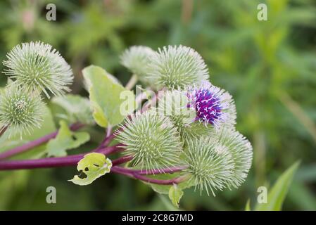 Arctium lappa, greater burdock, beggar's buttons, thorny burr flowers in meadow macro selective focus Stock Photo