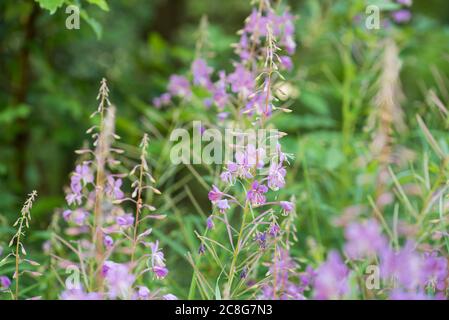 Chamaenerion angustifolium, fireweed, great willowherb flowers in meadow macro selective focus Stock Photo