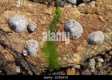 close up seashells on a rock Stock Photo