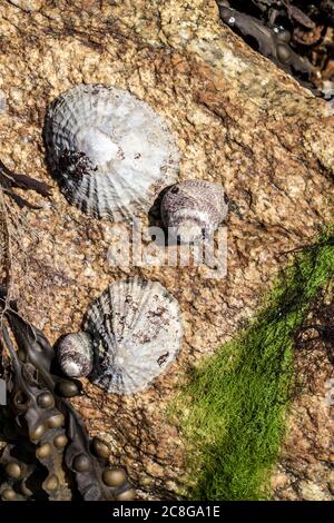 close up seashells on a rock Stock Photo