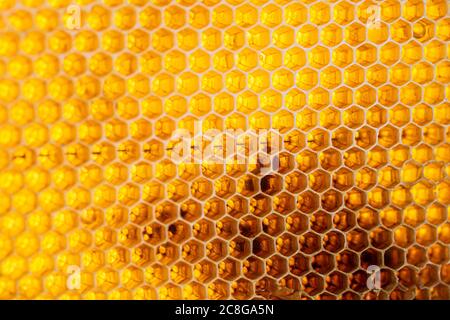 honeycomb seamless pattern background no bee Stock Photo