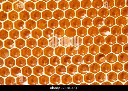honeycomb seamless pattern background no bee Stock Photo