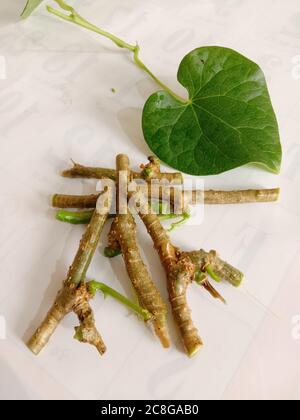 ayurvedic herb giloy leaf and stick Stock Photo