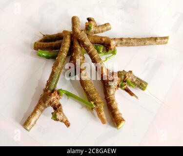 ayurvedic herb giloy leaf and sticks Stock Photo