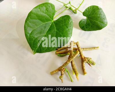ayurvedic herb giloy leaf and stem Stock Photo