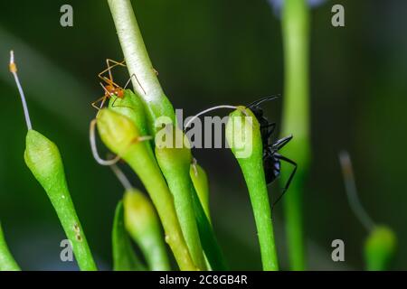 A pharaoh ant and a carpenter ant apparently playing hide and seek in garden Stock Photo