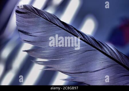 Blue feather against shadows in background Stock Photo