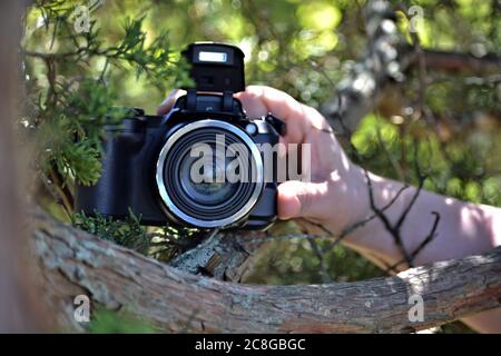 Hand holding a spy camera from the cover of a tree Stock Photo