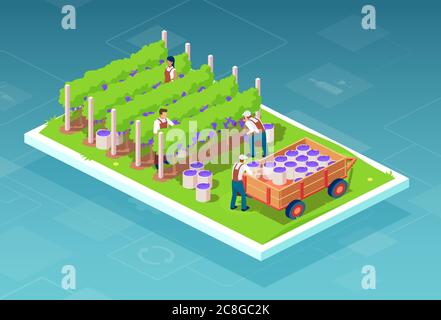 Vector of farmers collecting grapes into boxes loaded on farming tractor trailer for wine production. Stock Vector