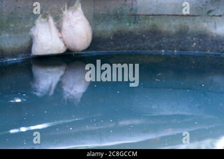 Water surface in cement pond rings with blurred frog bubble nest. Amphibian habitat. Stock Photo