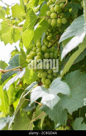 White grapes in the strain Stock Photo