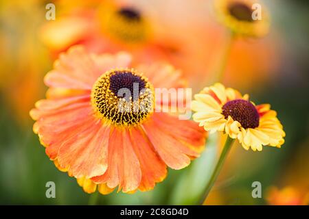 Sneezeweed, Common sneezewed, Helenium 'Moerheim Beauty', Orange coloured flower growing outdoor with petals and stamen visible.