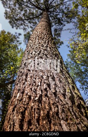 Big old pine tree thrones bottom view. High quality photo Stock Photo