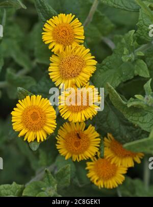 Common Fleabane (pulicaria dysenterica) Stock Photo