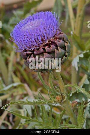 Globe Artichoke (cynara scolymus) Stock Photo