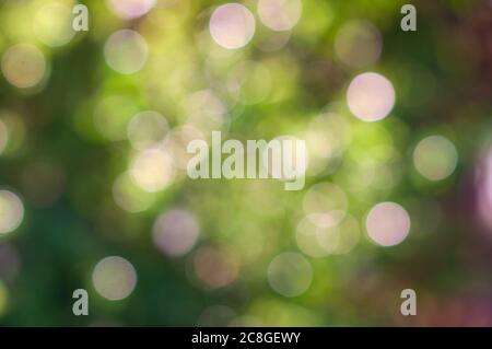 Abstract natural green bokeh background, blurred and defocused, green leaves bokeh out of focus background from nature forest. Green Nature spring and